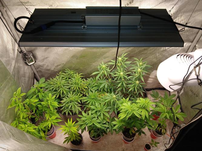 Gorilla Z auto. Week 6