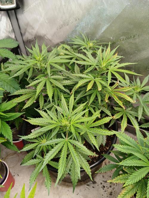 Gorilla Z auto. Week 6