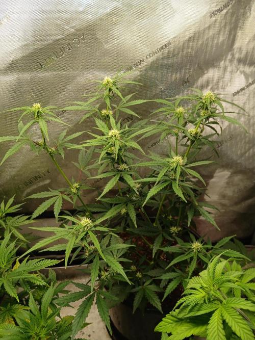 Gorilla Z auto. Week 6