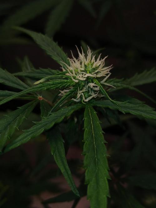 Gorilla Z auto. Week 6