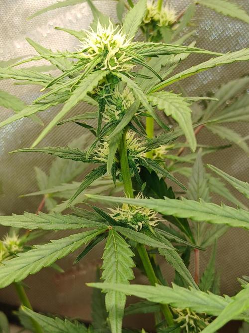 Gorilla Z auto. Week 6