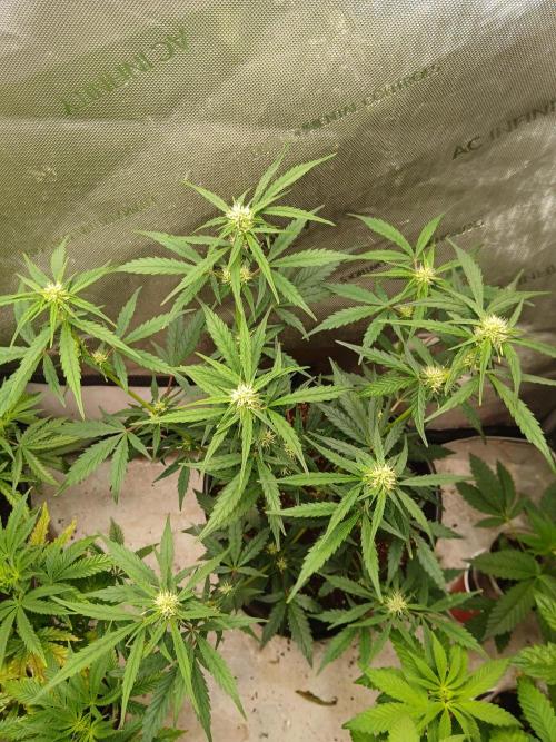 Gorilla Z auto. Week 6