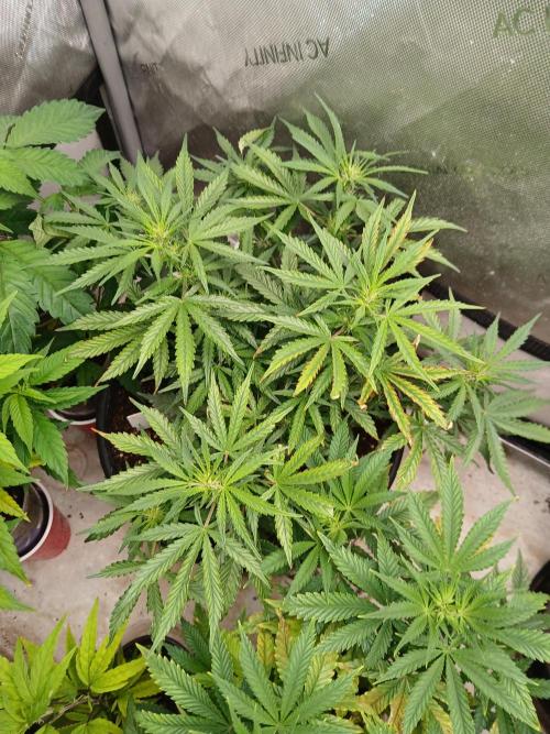 Gorilla Z auto. Week 6