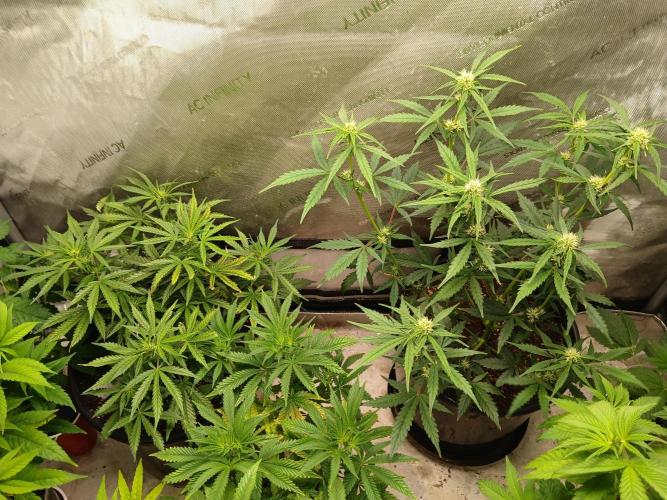 Gorilla Z auto. Week 6