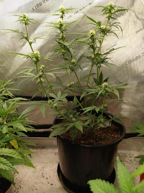 Gorilla Z auto. Week 6