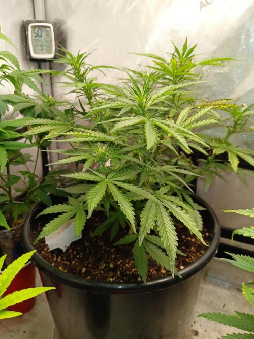 Gorilla Z auto. Week 6