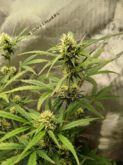 Gorilla Z auto. Week 7
