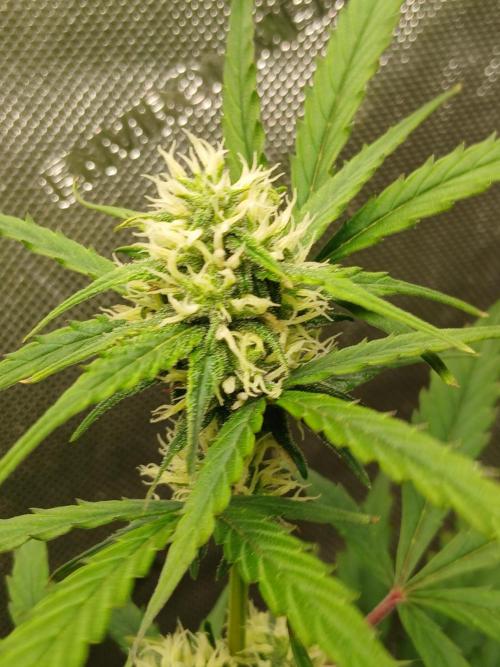 Gorilla Z auto. Week 7