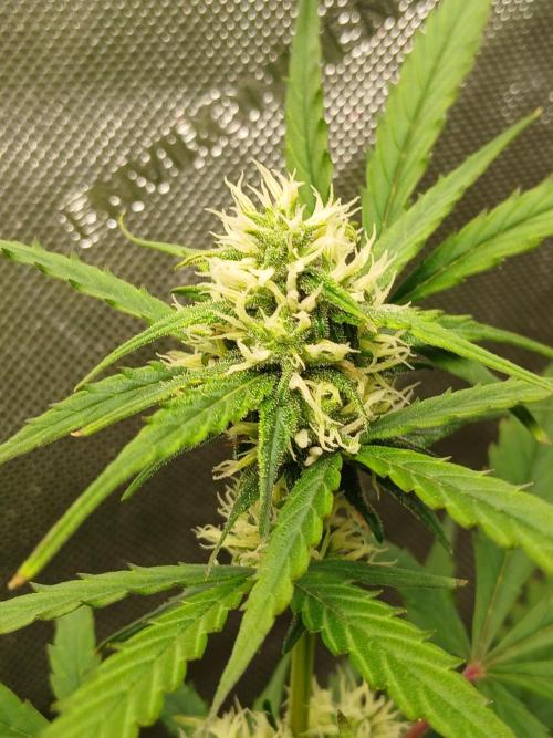 Gorilla Z auto. Week 7