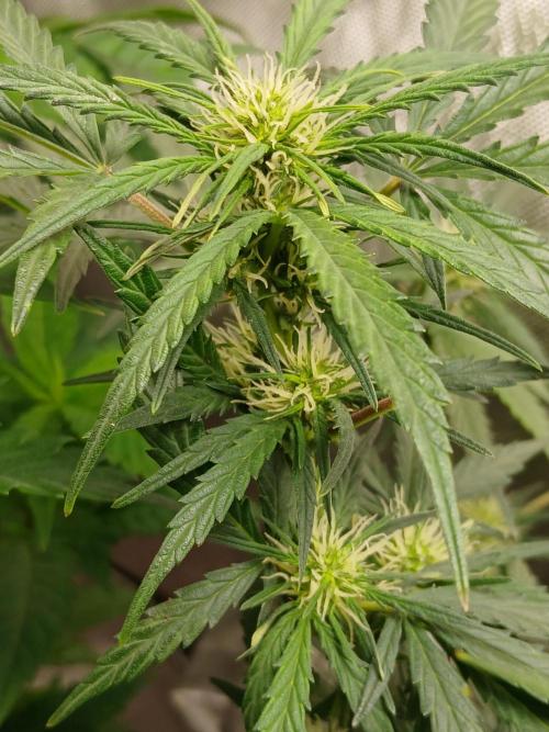 Gorilla Z auto. Week 7