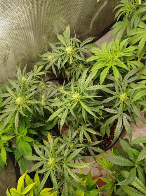 Gorilla Z auto. Week 7