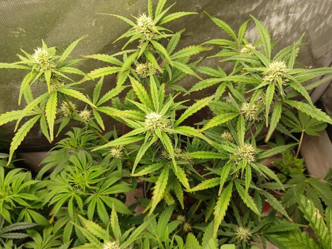 Gorilla Z auto. Week 7
