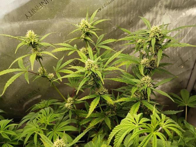 Gorilla Z auto. Week 7