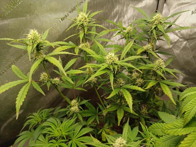Gorilla Z auto. Week 7