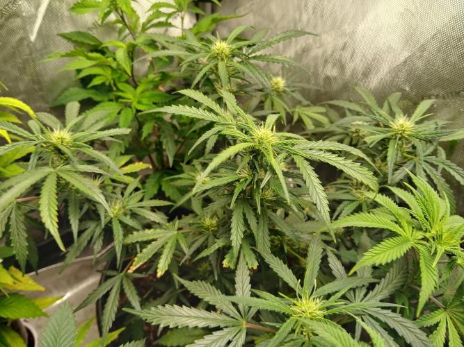 Gorilla Z auto. Week 7