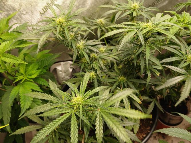 Gorilla Z auto. Week 7
