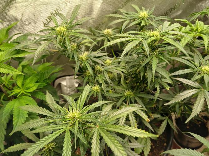 Gorilla Z Auto. Week 7