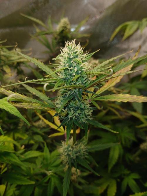 Gorilla Z auto. Week 8
