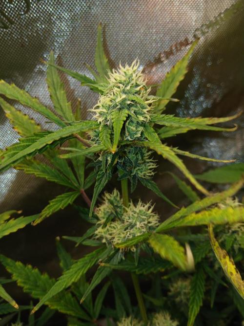 Gorilla Z auto. Week 8