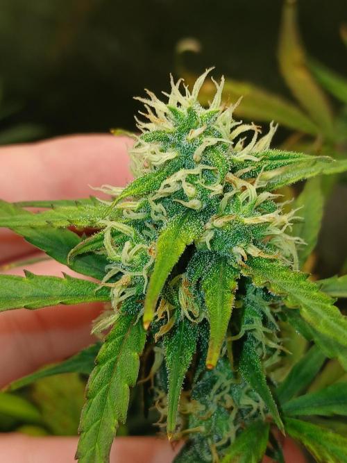 Gorilla Z auto. Week 8