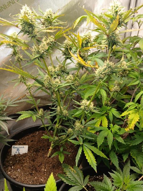 Gorilla Z auto. Week 8