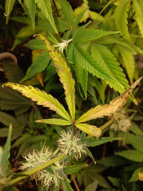 Gorilla Z auto. Week 8