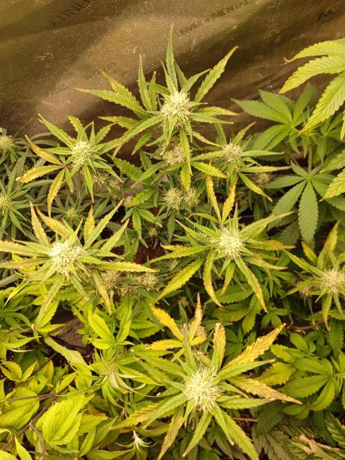 Gorilla Z auto. Week 8