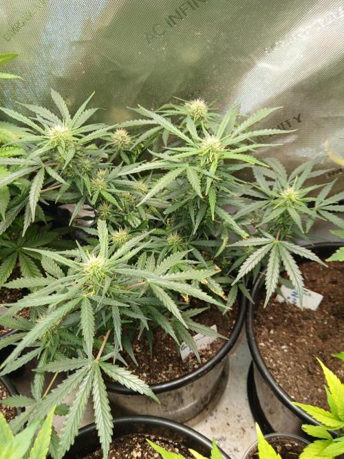 Gorilla Z auto. Week 8