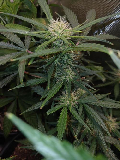 Gorilla Z auto. Week 8