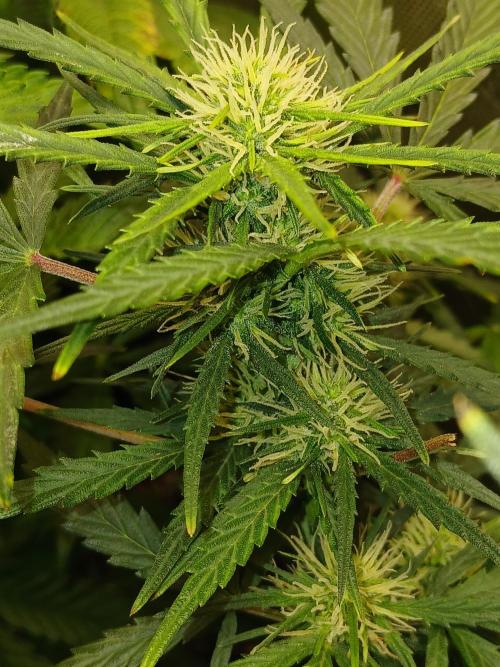 Gorilla Z auto. Week 8