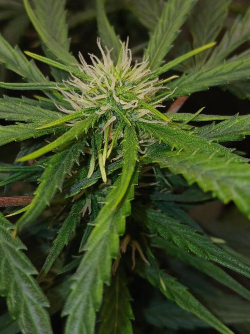 Gorilla Z auto. Week 8