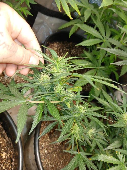 Gorilla Z auto. Week 8