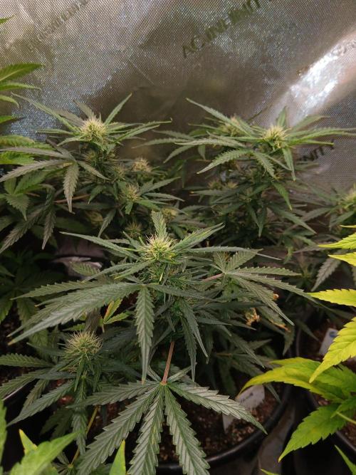 Gorilla Z Auto. Week 8