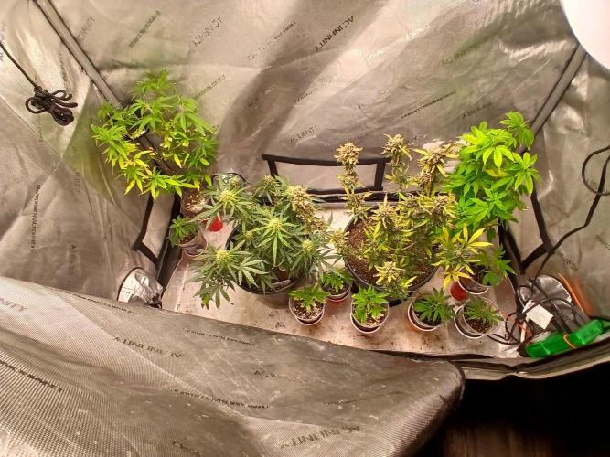 Gorilla Z auto. Week 9