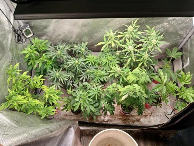 Gorilla Z auto. Week 7