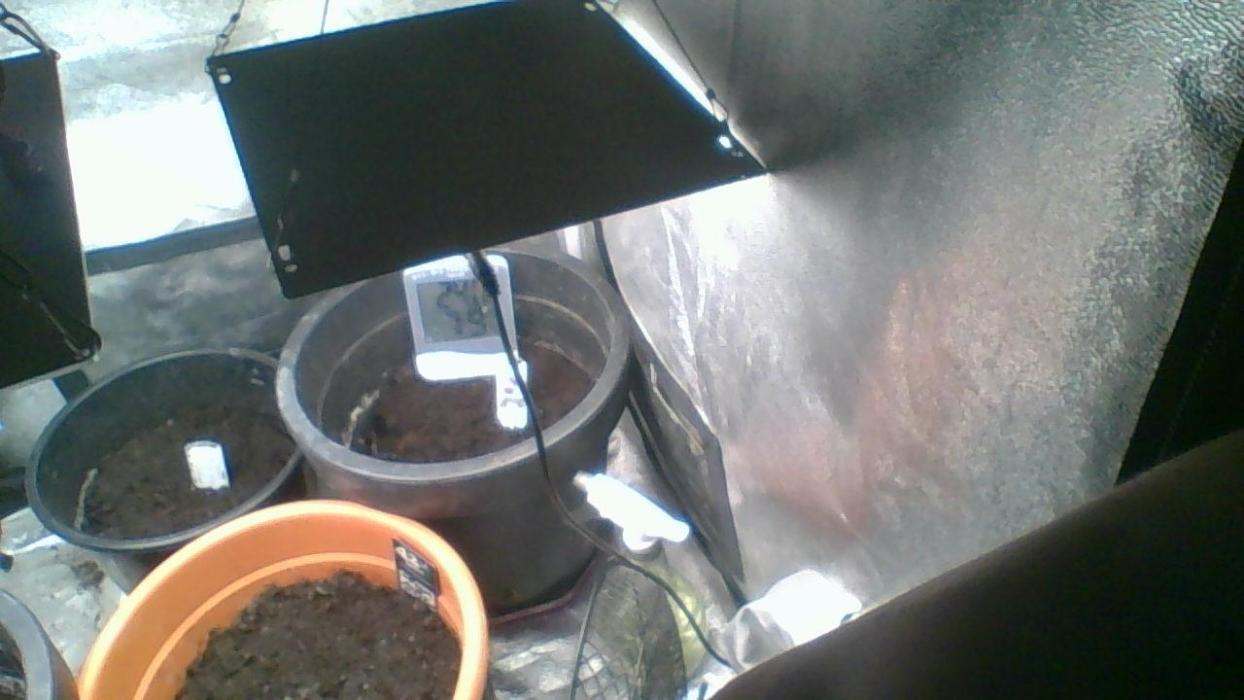 den første i 2026. Week 0 - 2-3dage er hun oppe