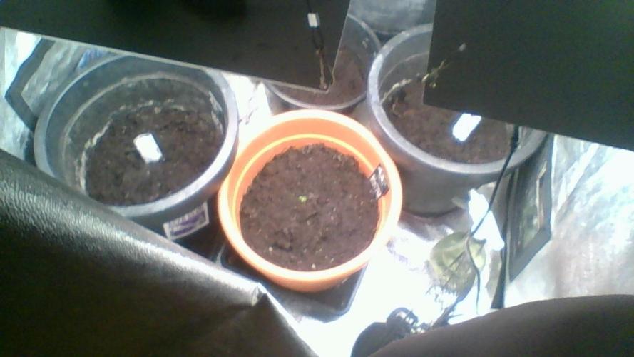 den første i 2026. Week 2