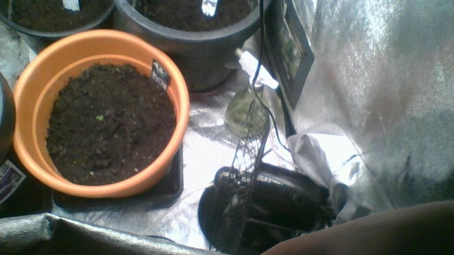 Divine seeds. Week 0 - spire inden døre og planter dem ud efter ca14 dage efter.