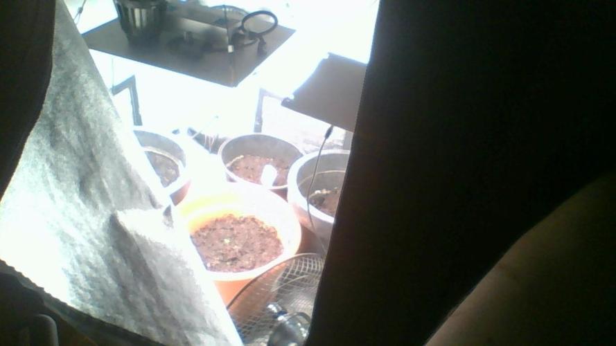 Divine seeds. Week 0 - både black berry og white widow. fra DIVENE SEEDS. har bestilt hindu kush os
