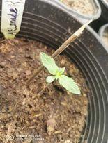 diveneseeds super auto ak. Week 0