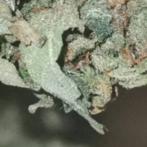 Sweet Pure Auto CBD®. Week 15