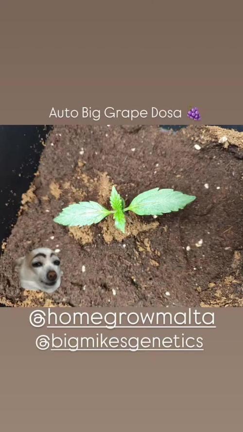 Auto Big Grape Dosa VEGAN GROW