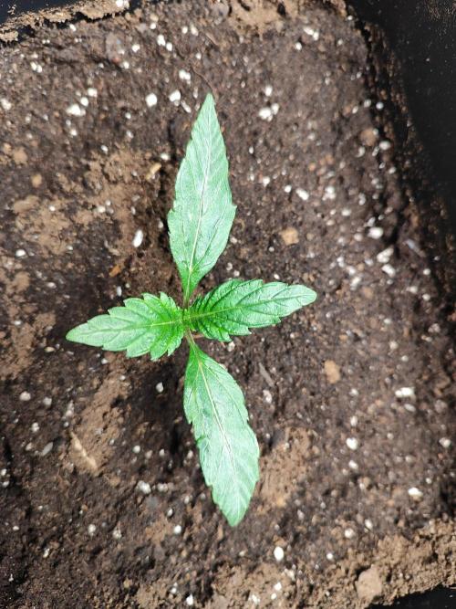 Auto Big Grape Dosa VEGAN GROW. Week 1