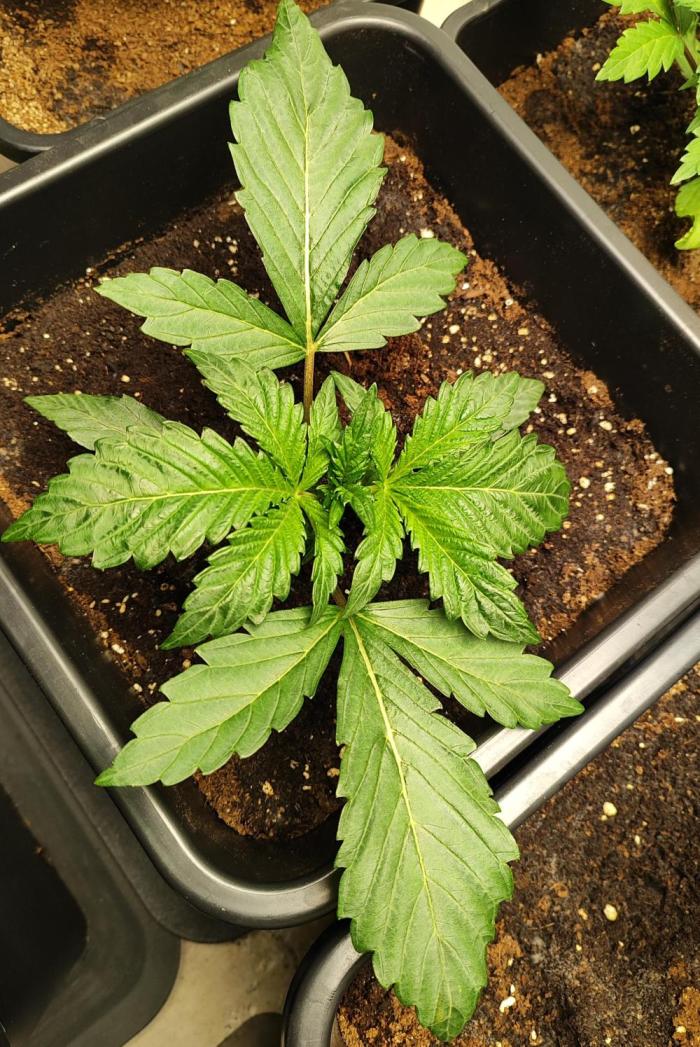 Auto Big Grape Dosa VEGAN GROW. Week 2 - Week 2 🥦💚🍇