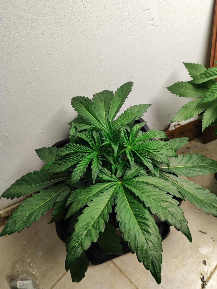 Auto Big Grape Dosa VEGAN GROW. Week 3 - Week 3 Veg 🥦
