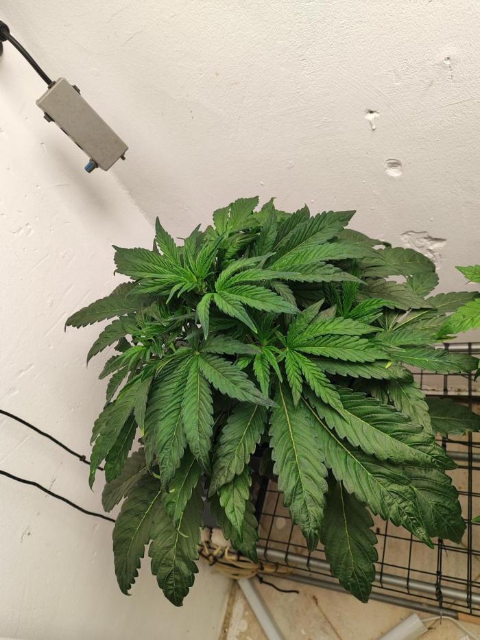 Auto Big Grape Dosa VEGAN GROW. Week 4 - Week 4 from seed 🤯😁