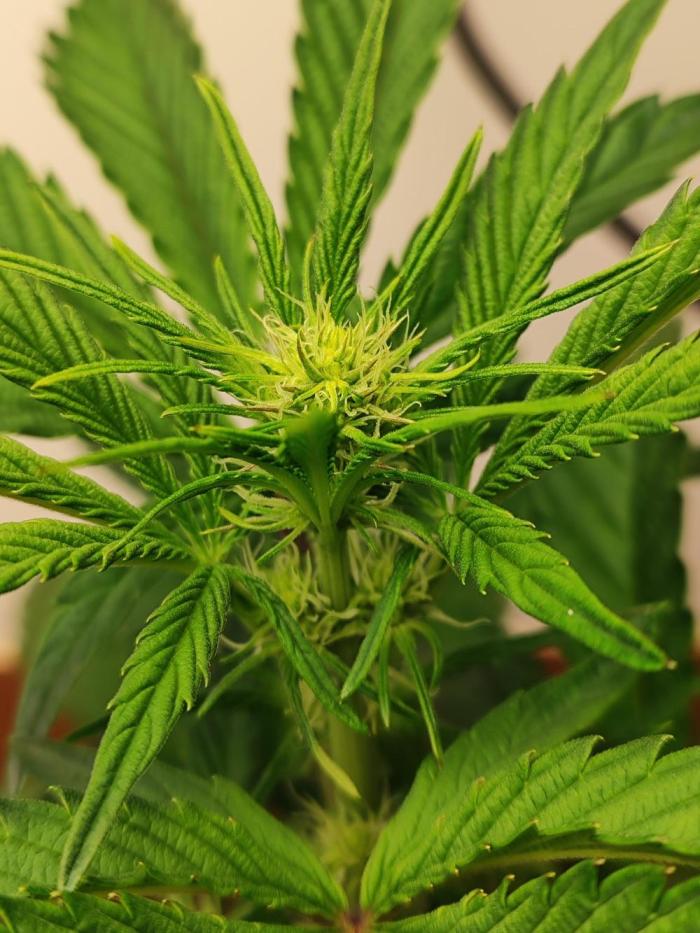 Auto Big Grape Dosa VEGAN GROW. Week 5 - 🌺😁🍇