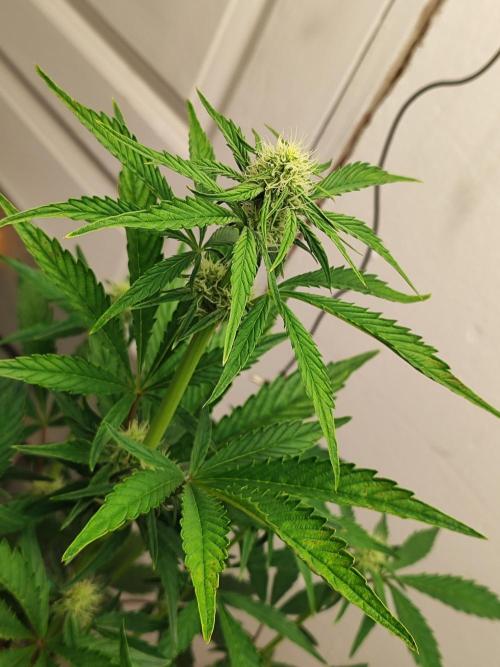 Auto Big Grape Dosa VEGAN GROW. Week 6