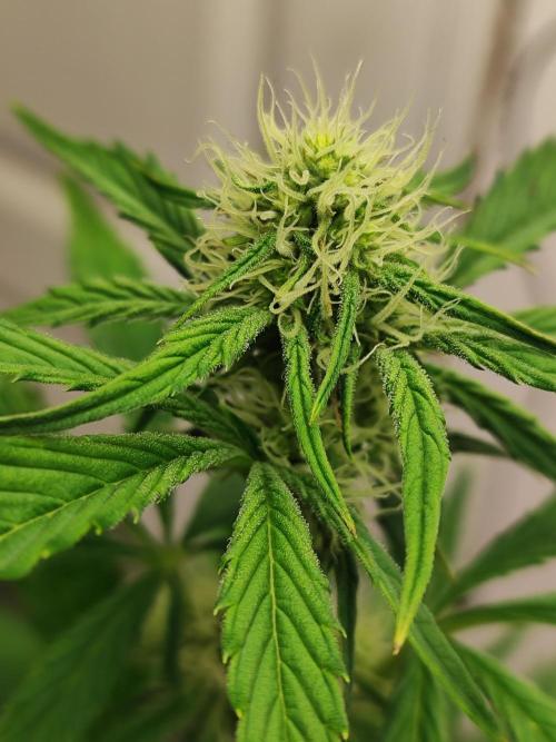 Auto Big Grape Dosa VEGAN GROW. Week 6