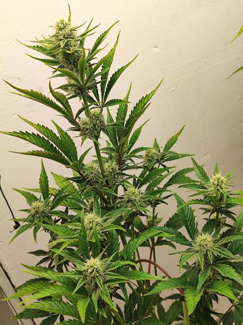 Auto Big Grape Dosa VEGAN GROW. Week 7